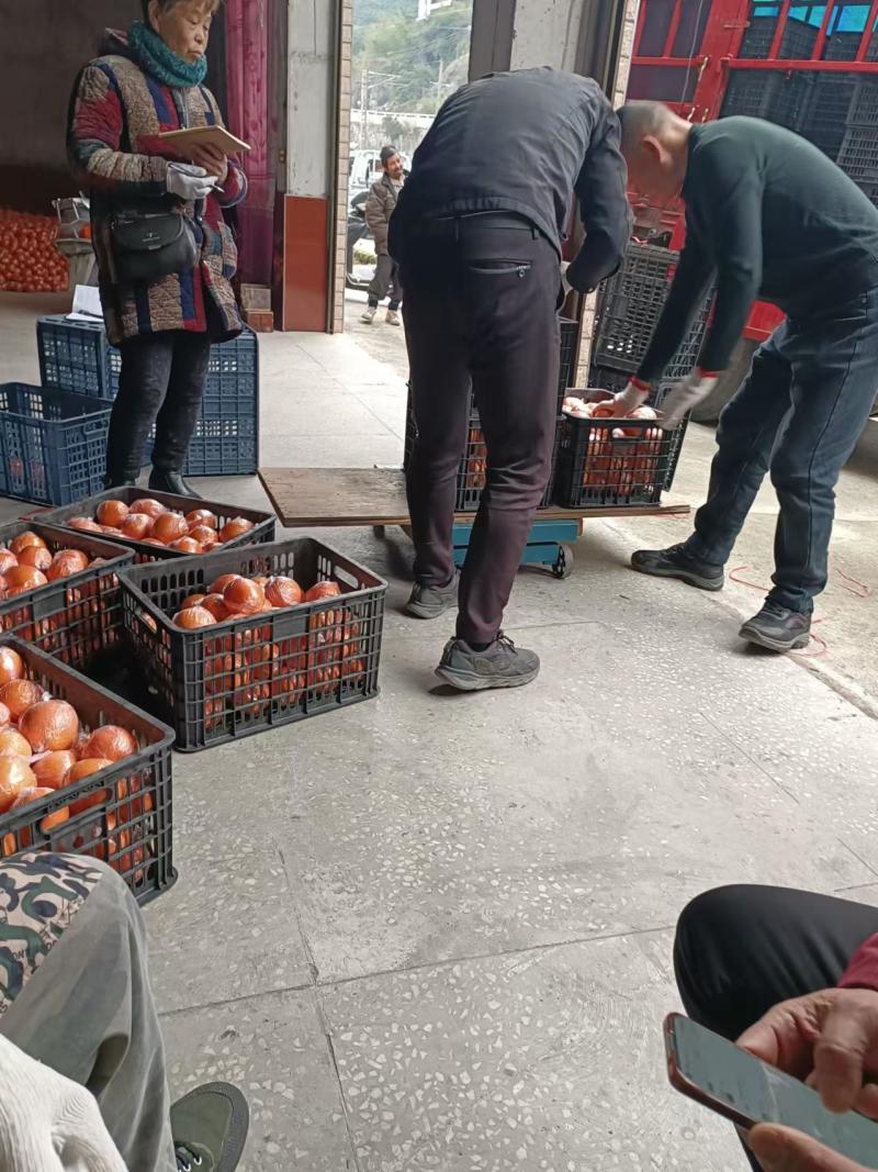 纽荷尔脐橙大量现货供应，规格齐全可视频看货代发全国