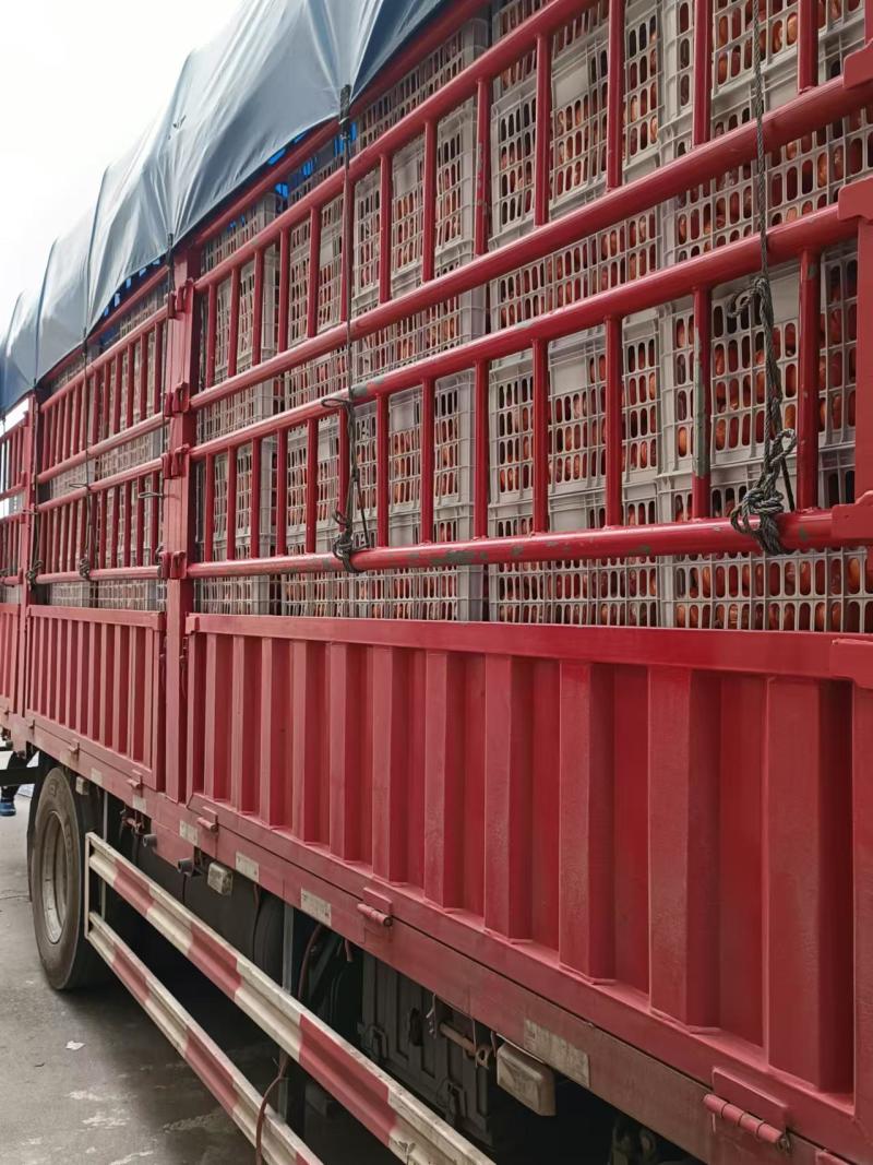 纽荷尔脐橙大量现货供应，规格齐全可视频看货代发全国