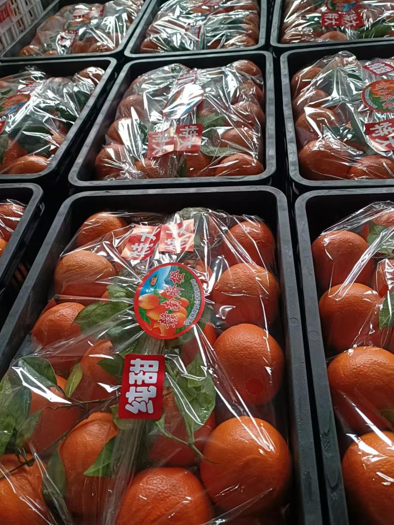 纽荷尔脐橙大量现货供应，规格齐全可视频看货代发全国