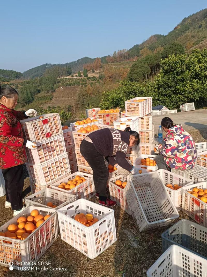 纽荷尔脐橙大量现货供应，规格齐全可视频看货代发全国