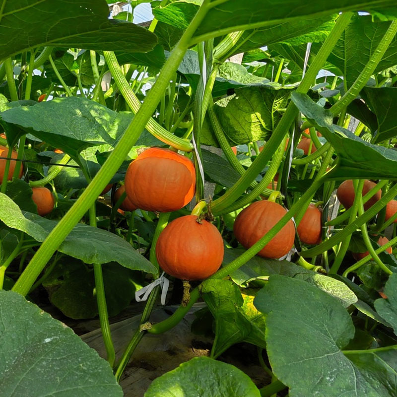 红栗南瓜种子中早熟果形厚圆肉橙红色香甜甘面基地