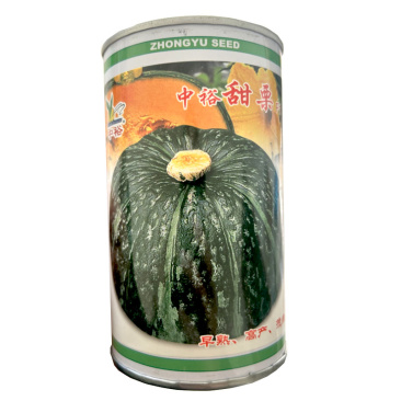 甜栗南瓜种子早熟高产短蔓肉橙黄色甜面黑皮南瓜