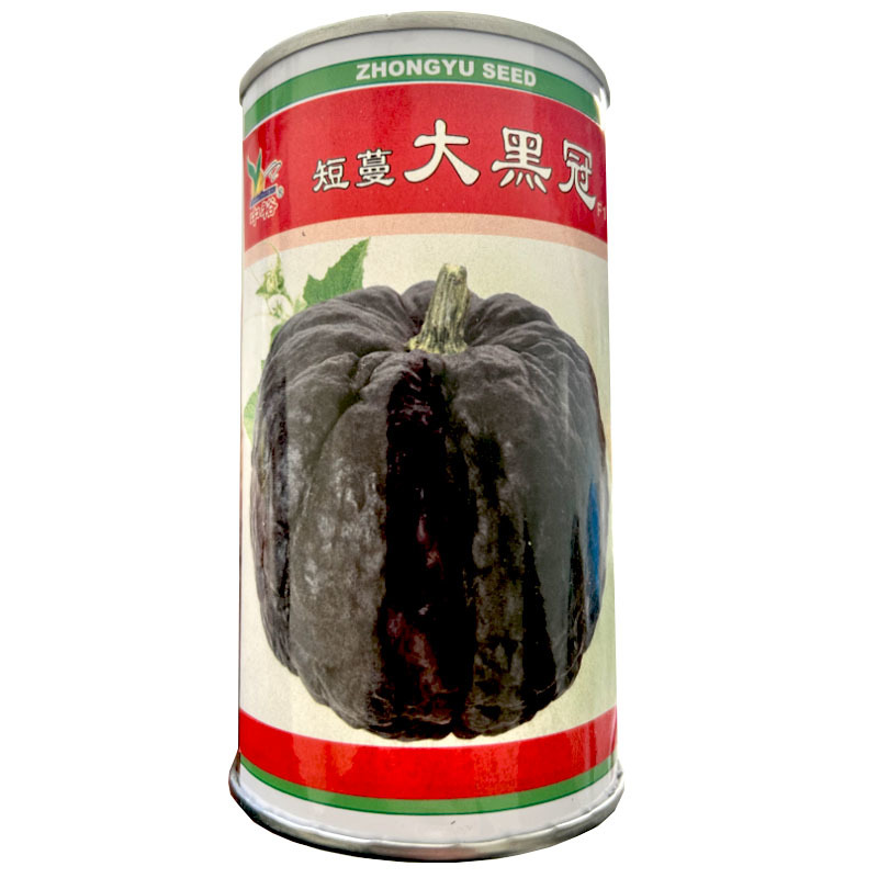短蔓大黑冠南瓜种子早熟结瓜3-8个扁圆形基地栽培