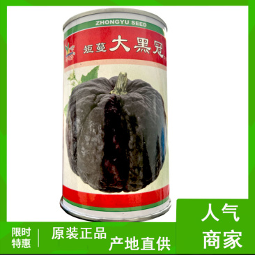短蔓大黑冠南瓜种子早熟结瓜3-8个扁圆形基地栽培