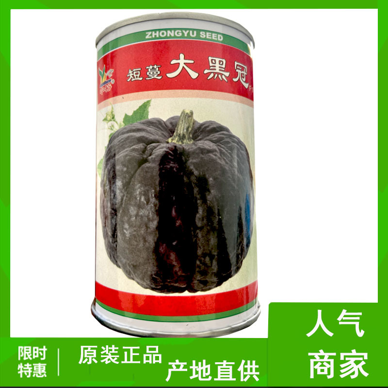 短蔓大黑冠南瓜种子早熟结瓜3-8个扁圆形基地栽培