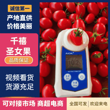 【实力】广东圣女果大量上市对接全国市场商超质量保证