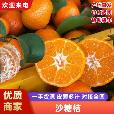 沙糖桔，果园直发，量大从优，皮薄肉厚鲜嫩可口多汁口口香甜