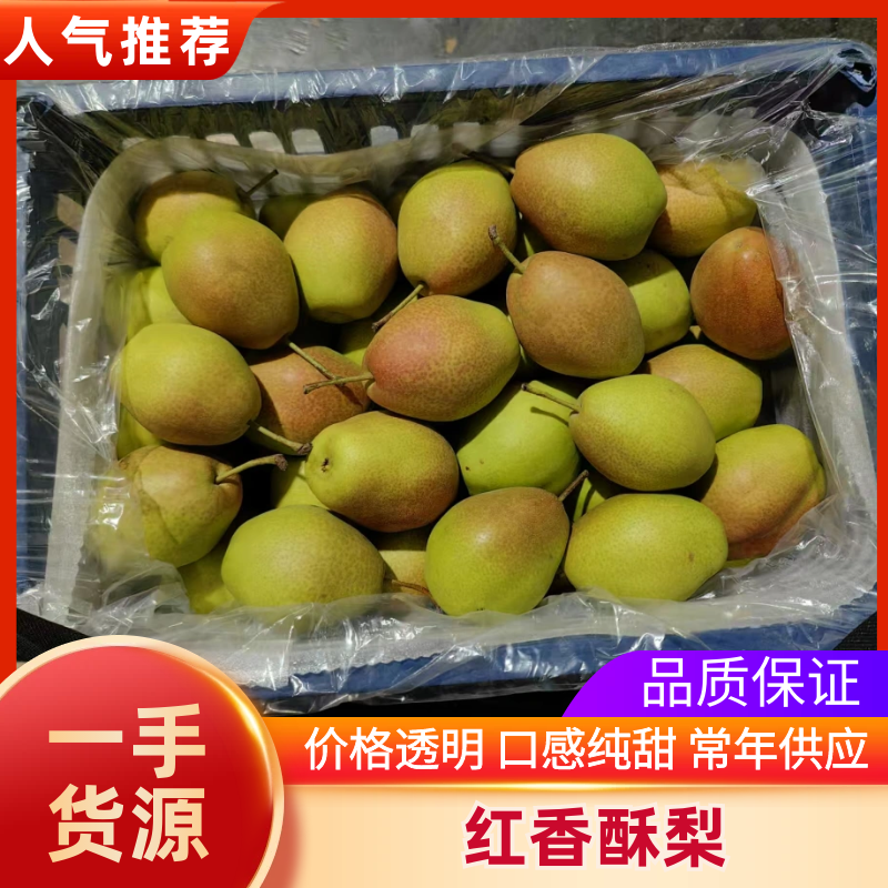红香酥梨产地发货大量上市货源充足品质保证欢迎咨询洽谈合作