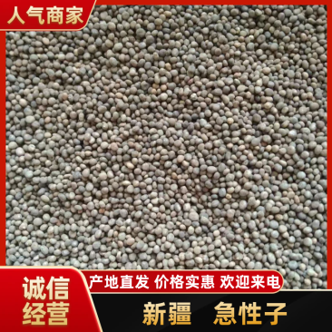 新疆阿拉尔市急性子，大量现货批发，量大从优，欢迎下单
