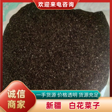 新疆中药材种子百花菜子色选大货包邮面谈