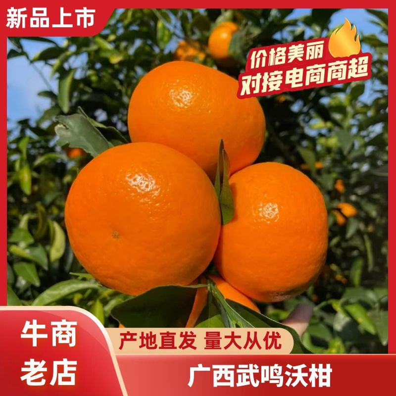 广西武鸣沃柑，支持电商一件代发，落地配，社区团购市场货等