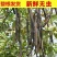 便秘果新货非缅甸正品野外生纯植物大解果旗舰店腊肠果树排便