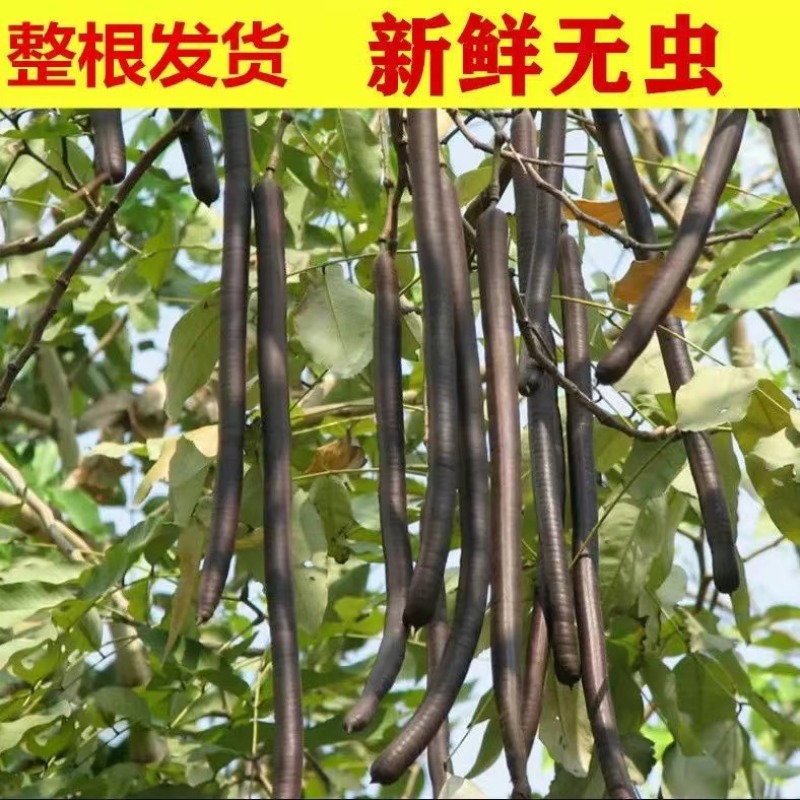 便秘果新货非缅甸正品野外生纯植物大解果旗舰店腊肠果树排便