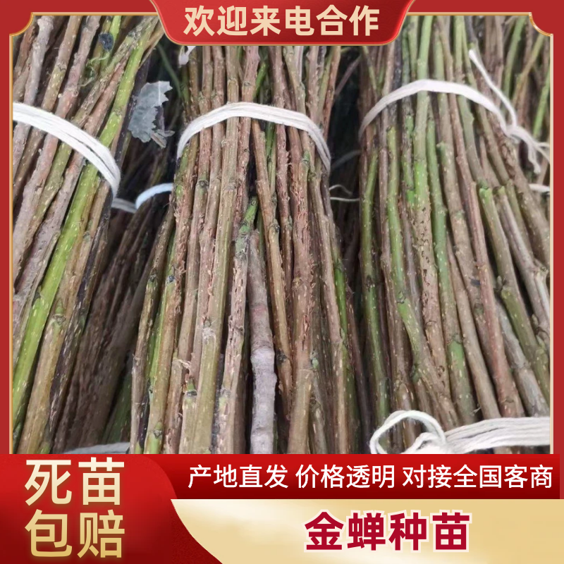 金蝉，金蝉卵枝，白蜡条，杨树枝条，质量保证量大从优，