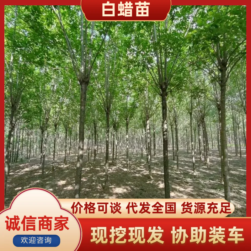 白蜡苗，速生白蜡，大小规格都有，成活率有保障，