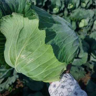 【量大从优】精品平包菜现货供应平包欢迎电联