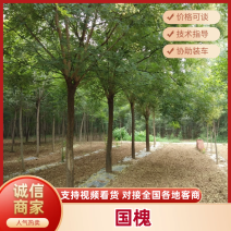山东滨州种苗基地精品国槐10-30公分精品存活率高