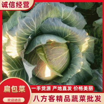 【走货快】平扁包菜奥奇那量大发货价格合理对接市场