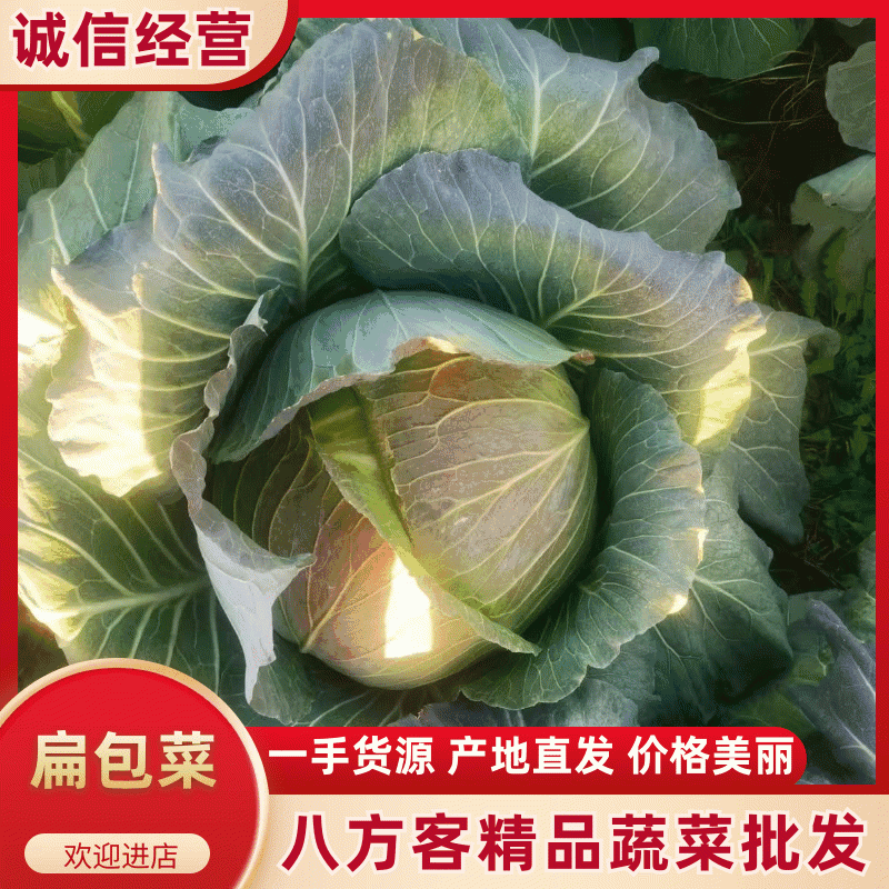 【量大从优】精品平包菜现货供应平包欢迎电联
