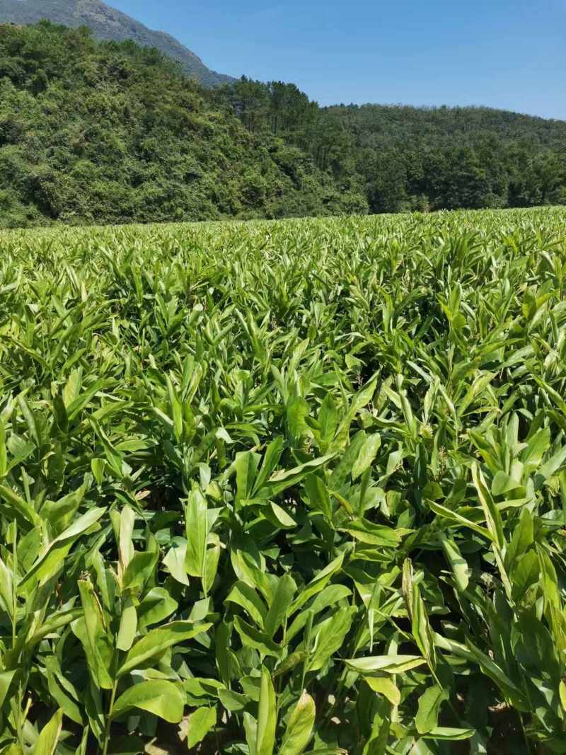 广西防城港白皮南姜，现采现挖，新鲜出货，基地发货随行就市