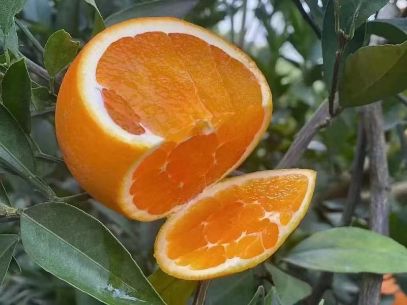 【长虹脐橙】湖北脐橙产地直发货源稳定量大价优欢迎致电咨询