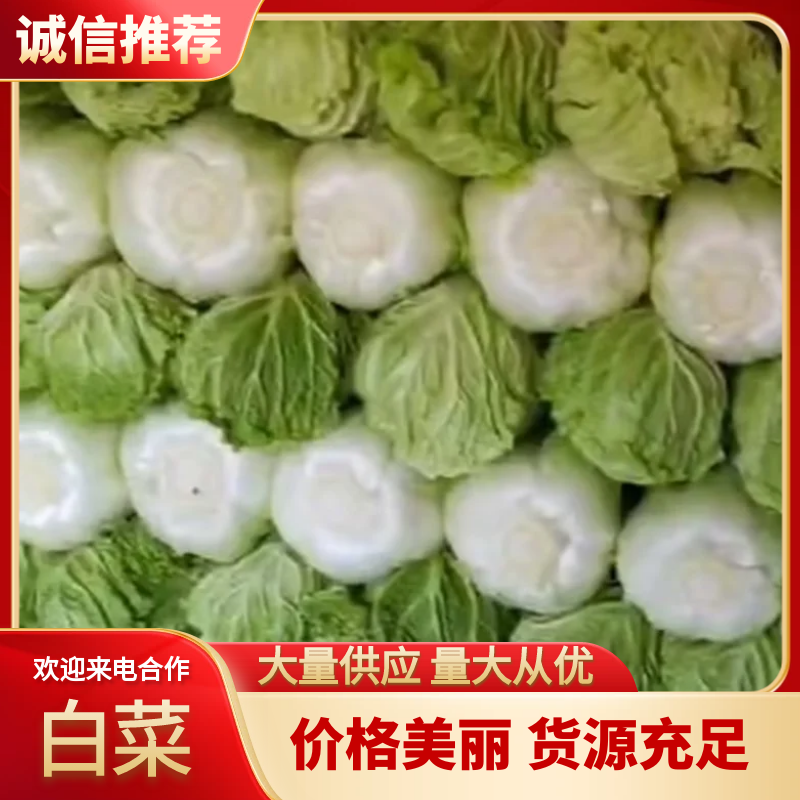 北京三号白菜，根白叶绿，无烧心黑点