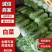 北京三号白菜，根白叶绿，无烧心黑点