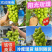 《现货随装》阳光玫瑰葡萄/晴王葡萄/基地现摘现发
