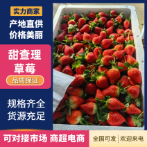 大棚草莓大量上市支持全国商，超，社区，电商发货