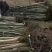 产地占地核桃8公分左右通货产地一手货源，现挖先发
