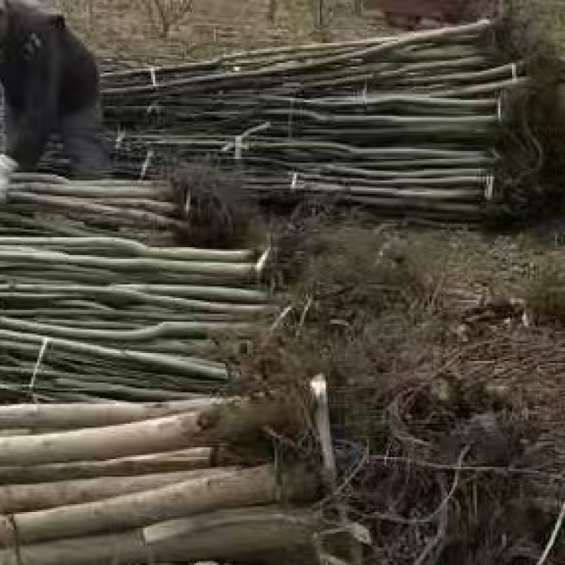 产地占地核桃8公分左右通货产地一手货源，现挖先发