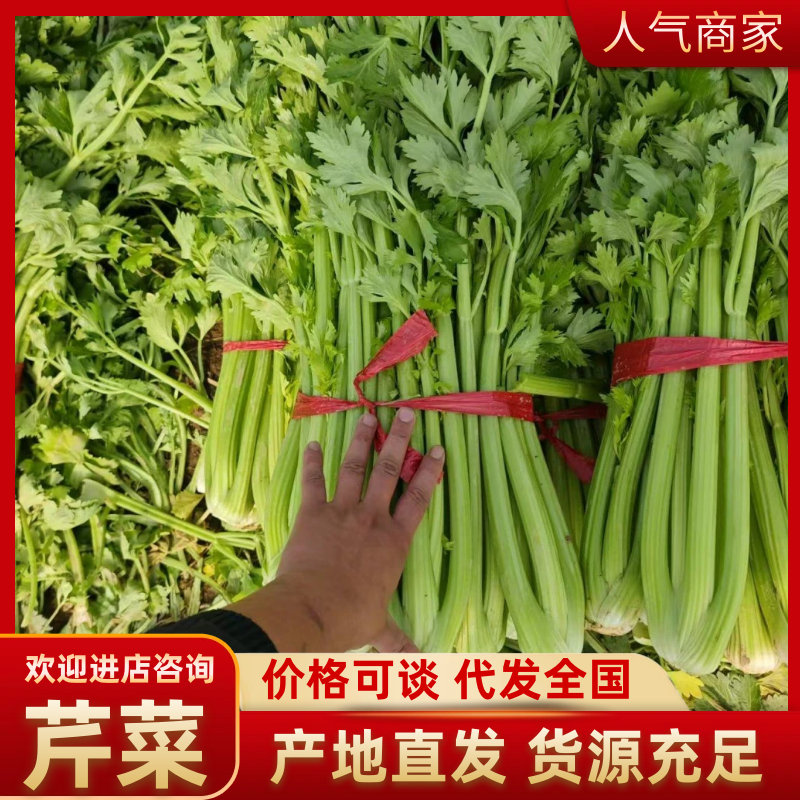 河南周口精品芹菜新鲜上市，货量充足视频看货，电话联系