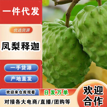 云南凤梨释迦一件代发产地直发一手货源对接各大电商平台