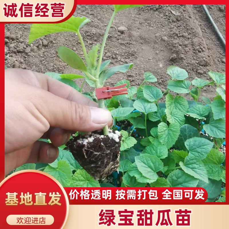 绿宝甜瓜苗山东寿光甜瓜苗基地直发提供技术指导