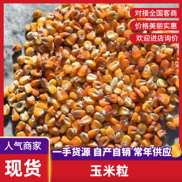 玉米玉米粒优质玉米粒基地直发量大从优全国发货