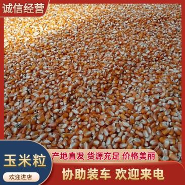 玉米粒云南优质玉米粒大量供应对接市场电商商超