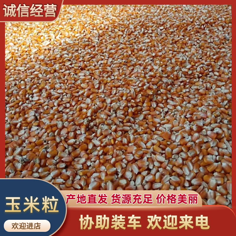 玉米粒云南优质玉米粒大量供应对接市场电商商超