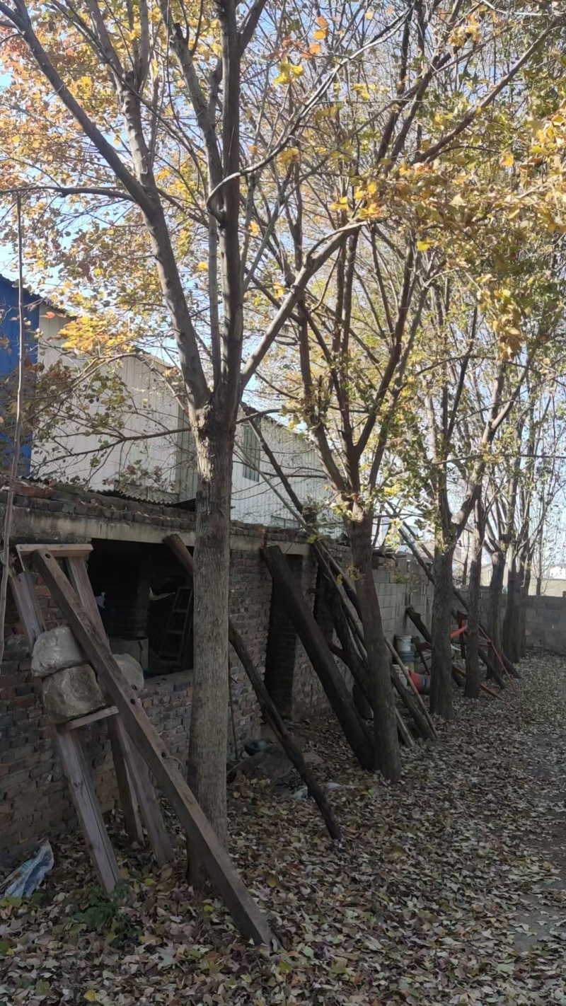 精品五角枫15-20公分优惠处理质量保证欢迎咨询
