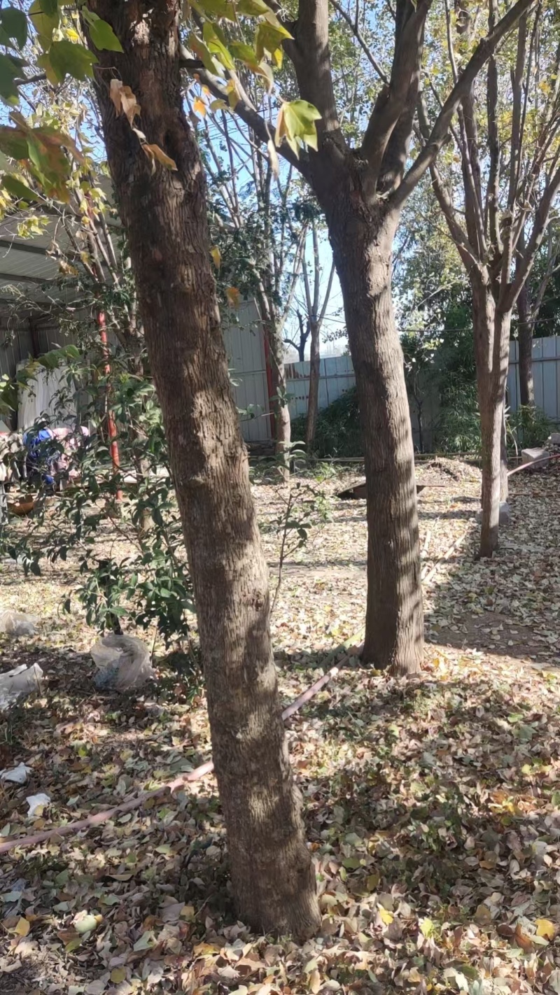 精品五角枫价15-20公分左右价格面议质量保证欢迎咨询