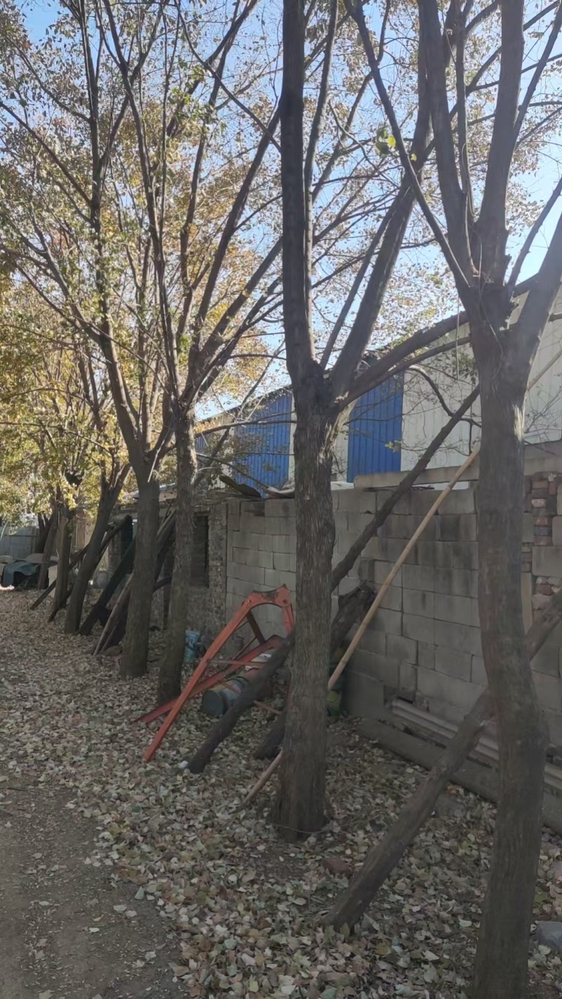 精品五角枫价15-20公分左右价格面议质量保证欢迎咨询
