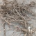 【热卖推荐】前胡产地直销量大质优价格优惠一手货源