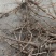 【热卖推荐】前胡产地直销量大质优价格优惠一手货源