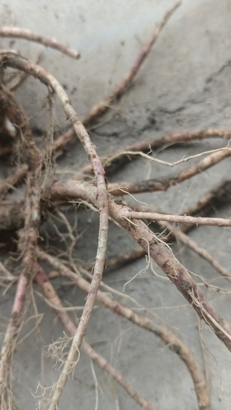 【热卖推荐】前胡产地直销量大质优价格优惠一手货源