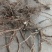 【热卖推荐】前胡产地直销量大质优价格优惠一手货源
