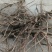 白花前胡产地直销价格优惠现挖现销欢迎各大老板采购咨询