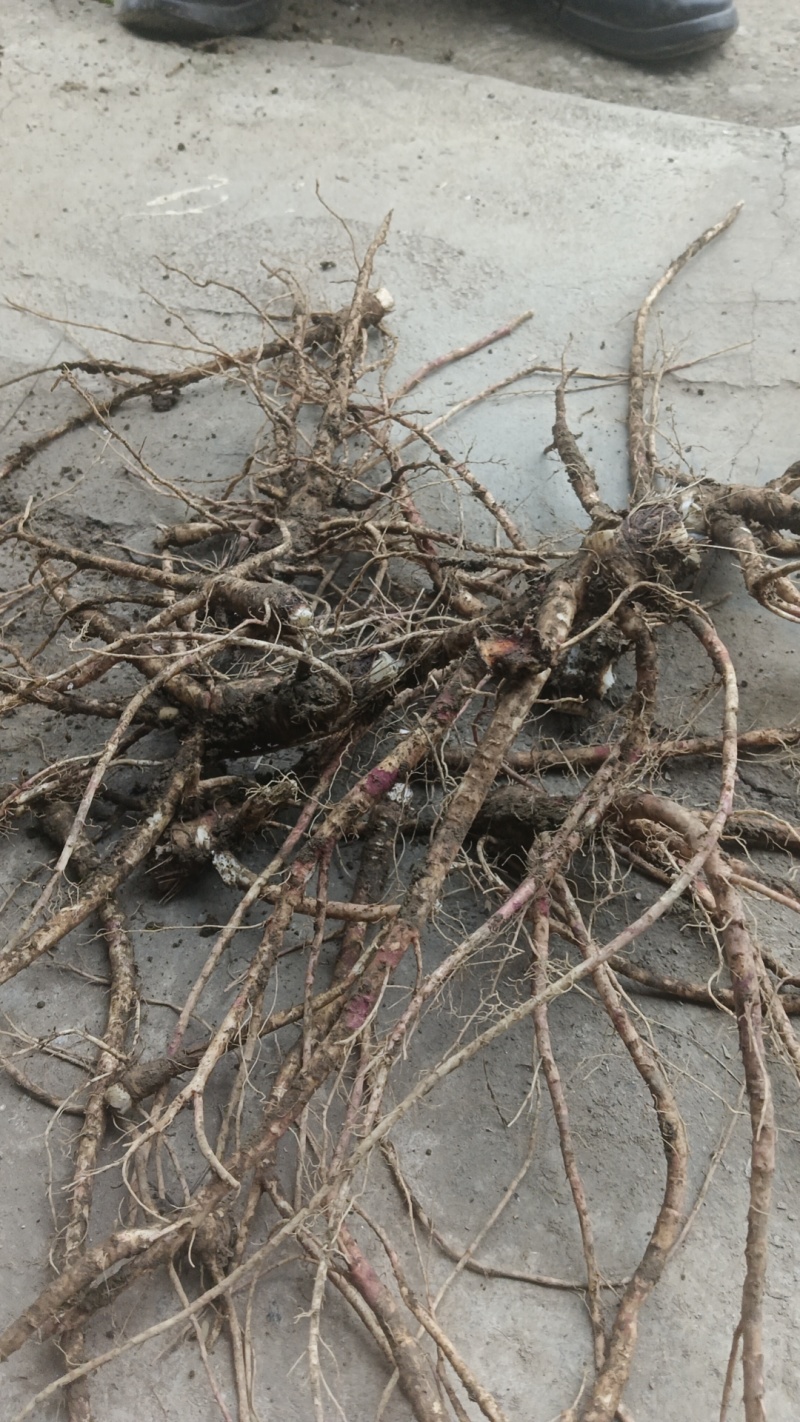白花前胡产地直销价格优惠现挖现销欢迎各大老板采购咨询