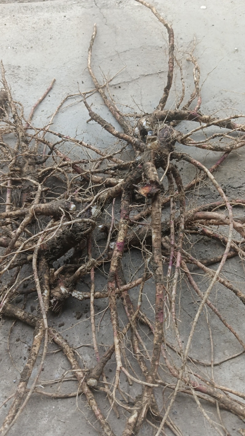 白花前胡产地直销价格优惠现挖现销欢迎各大老板采购咨询