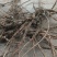 白花前胡产地直销价格优惠现挖现销欢迎各大老板采购咨询