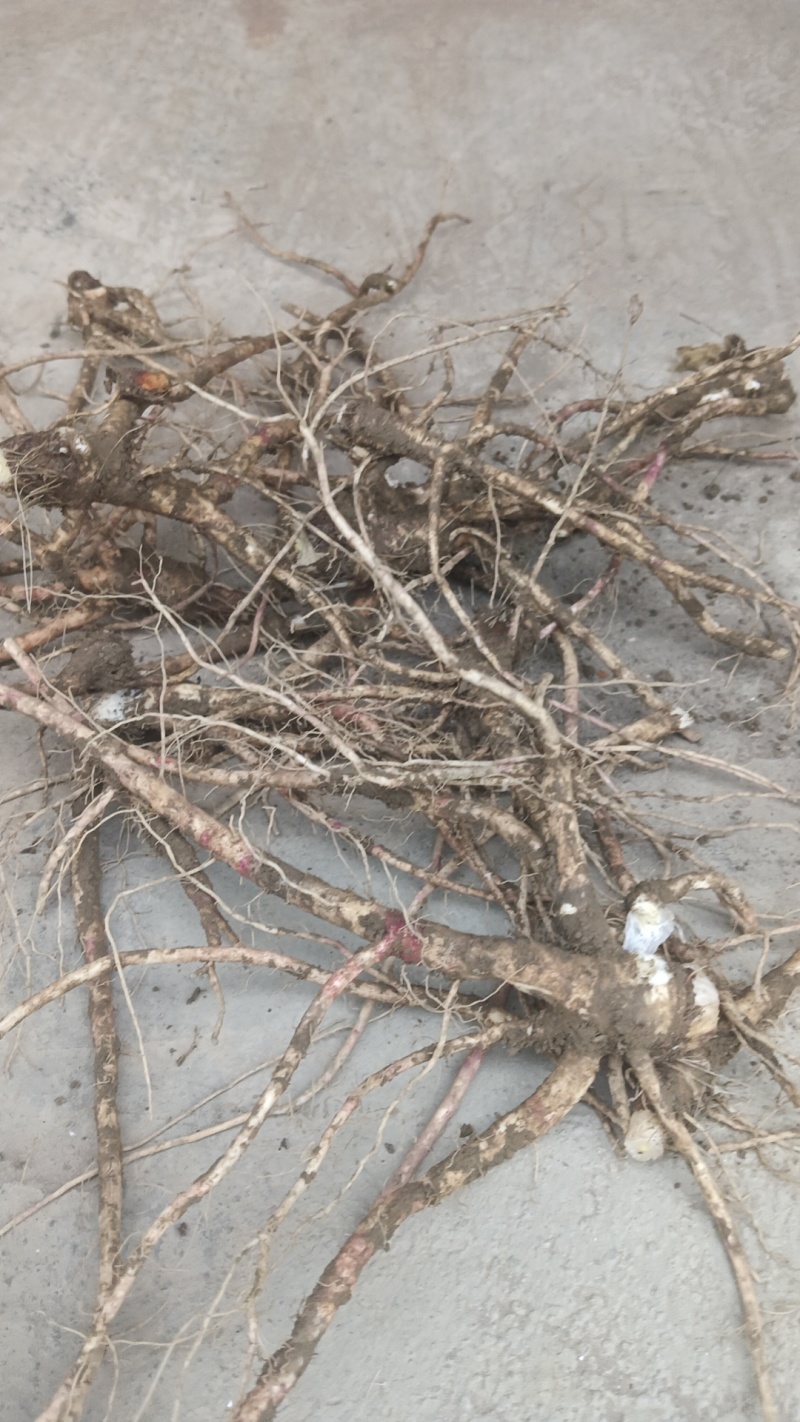 白花前胡产地直销价格优惠现挖现销欢迎各大老板采购咨询