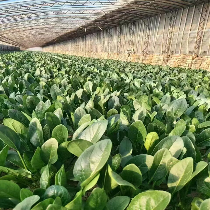 火烈鸟菠菜种子杂交越夏墨黑油亮圆叶菠菜种子高抗霜霉病